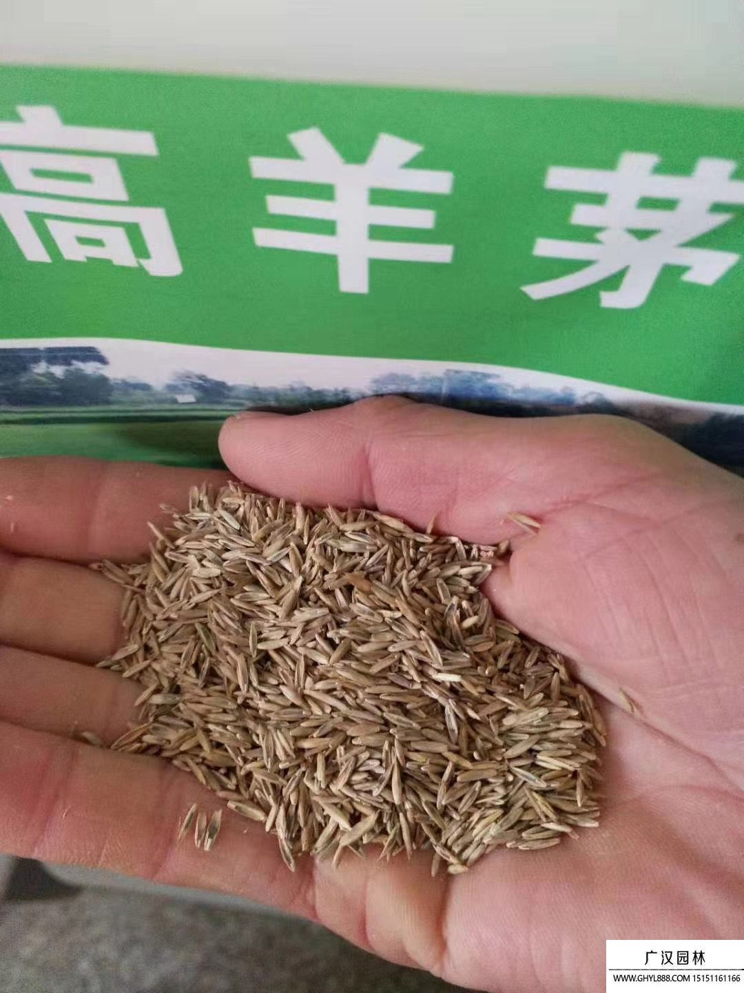 高羊茅