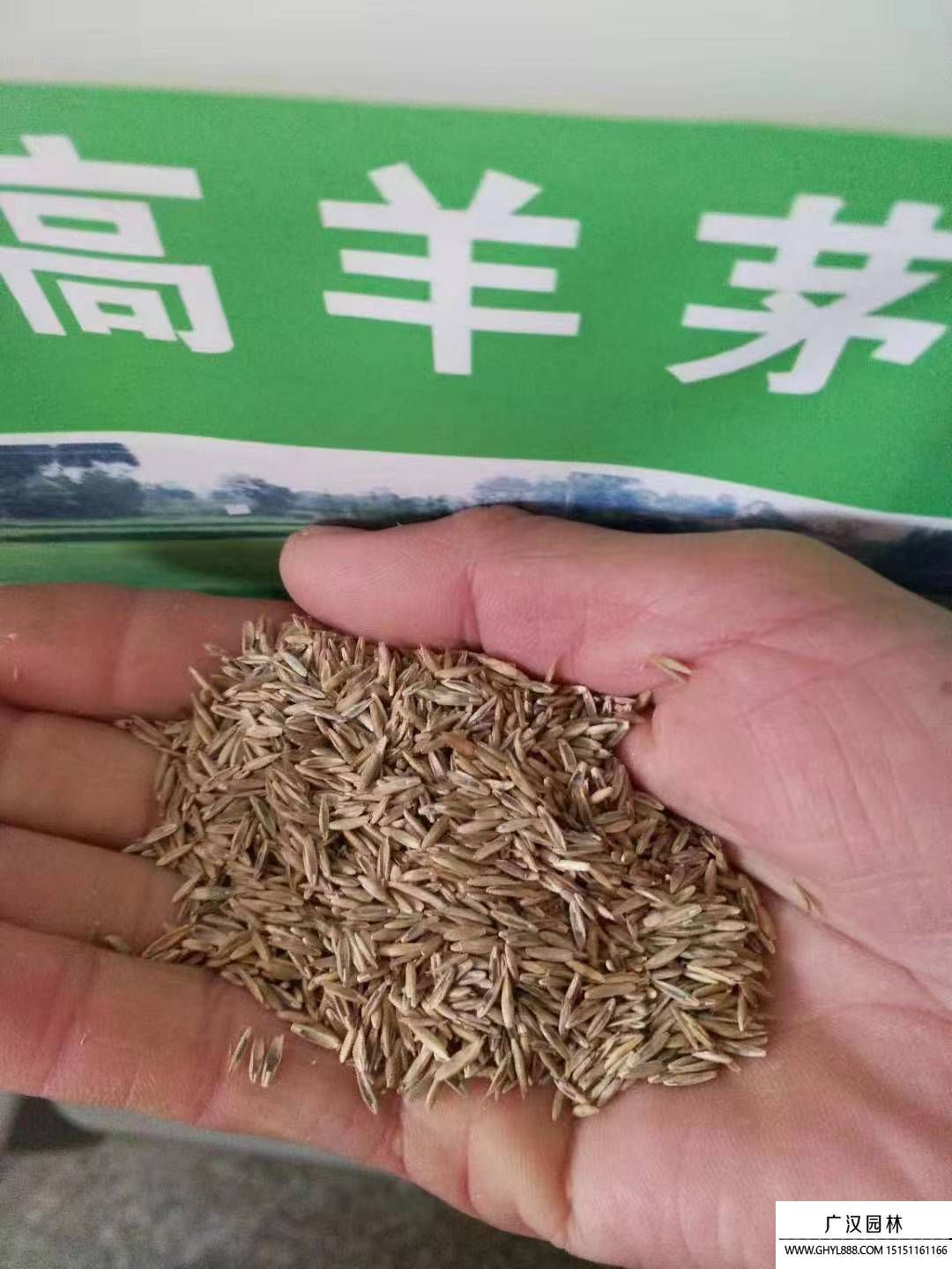 高羊茅