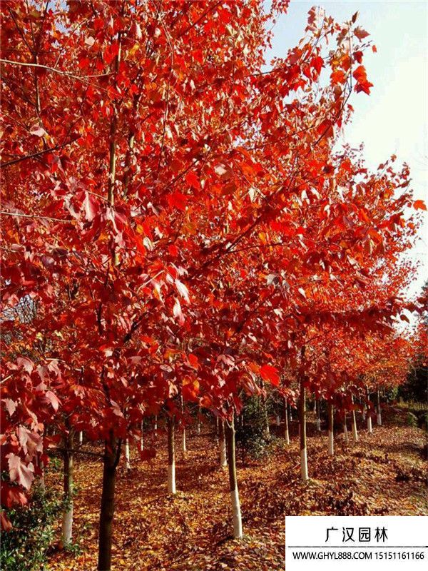 美國紅楓 美國紅楓