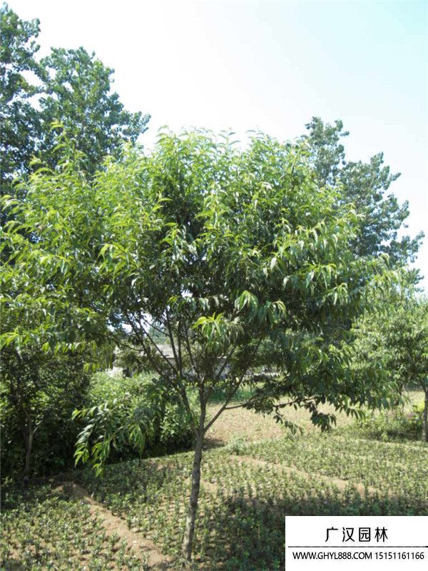 桃樹(shù) 桃樹(shù)