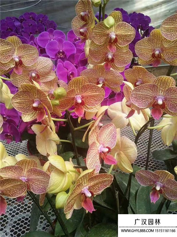 蝴蝶蘭. 蝴蝶蘭.