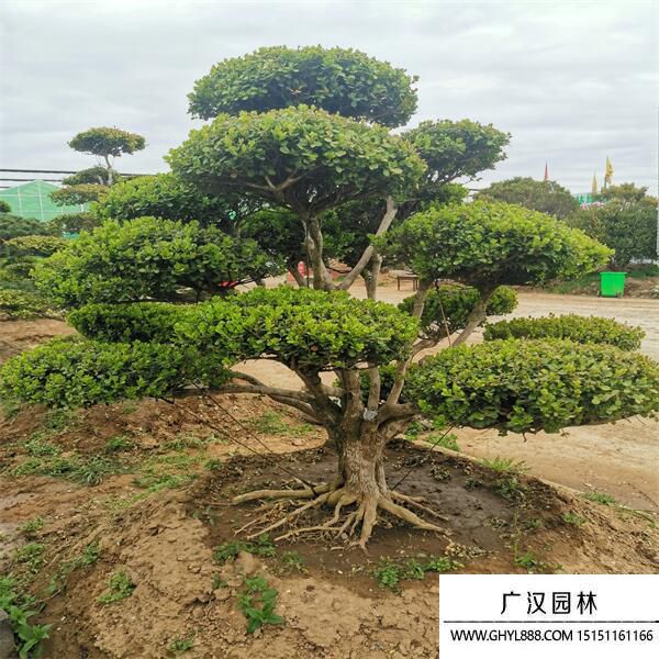 造型黃楊 造型黃楊